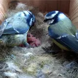Gardenature Vogelhaus Vogelkasten mit WIFI KAMERA 4MP – Ansicht 7